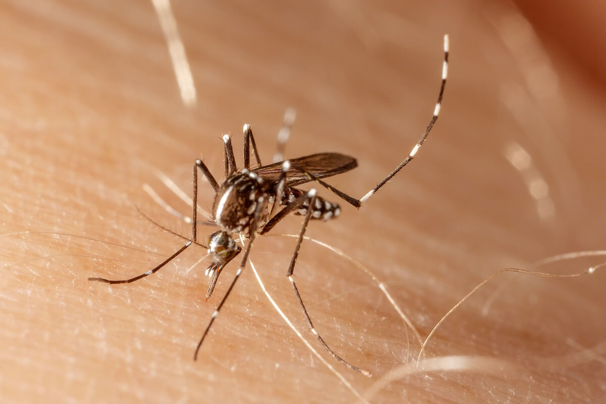 Surto de dengue: o que explica o aumento dos casos?