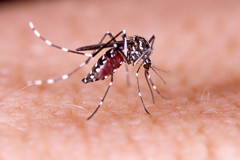 Dengue no Brasil: confira o panorama e os impactos nas empresas!